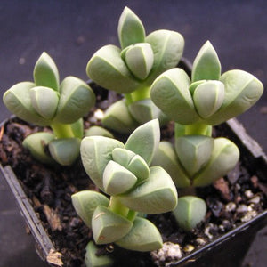 Delosperma lehmanii Ice Plant