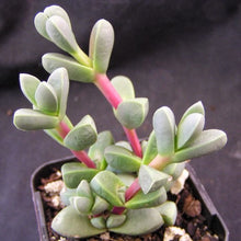 Load image into Gallery viewer, Delosperma lehmanii Ice Plant
