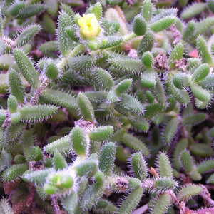 Delosperma pruinosum
