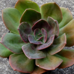 Echeveria Blue Metal