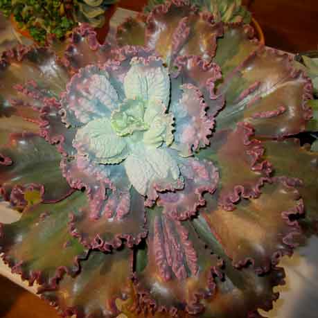 Echeveria 'Bumps'