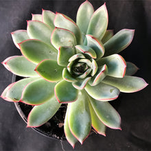 Load image into Gallery viewer, Echeveria Apus