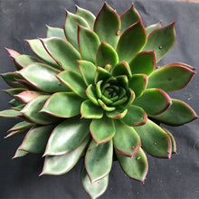 Load image into Gallery viewer, Echeveria benimusume