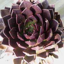 Load image into Gallery viewer, Echeveria Black Prince