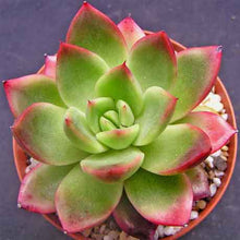 Load image into Gallery viewer, Echeveria agavoides &#39;Frank Reinelt&#39;