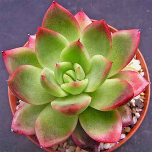 Echeveria agavoides 'Frank Reinelt'