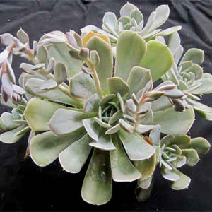 Echeveria Holy Gate