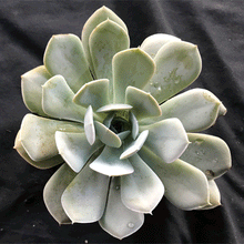 Load image into Gallery viewer, Echeveria Holy Gate