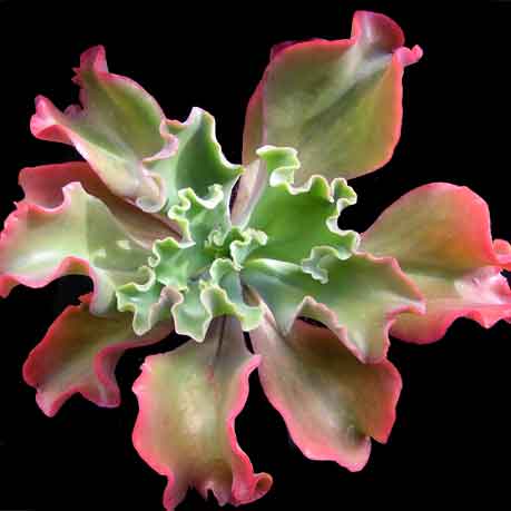 mauna loa succulent The Succulent Garden :: Echeveria-'Mauna-Loa'-(1)
