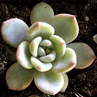 Echeveria 'Monroe'