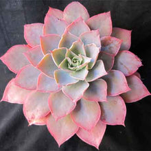 Load image into Gallery viewer, Echeveria Morning Beauty