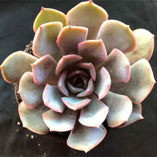 Load image into Gallery viewer, Echeveria &#39;Orion&#39;
