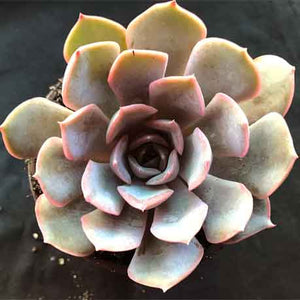Echeveria 'Orion'