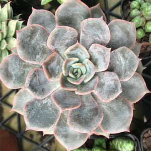 Echeveria 'Orion'