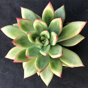 Echeveria  agavoides