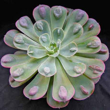 Load image into Gallery viewer, Echeveria &#39;Raindrops&#39;
