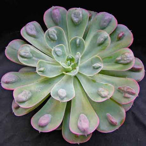 Echeveria 'Raindrops'