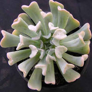 Echeveria Topsy Turvy