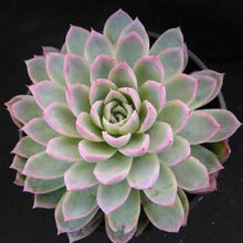 Load image into Gallery viewer, Echeveria Violet Queen