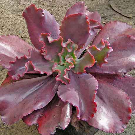 zorro succulent Echeveria 'Zorro'