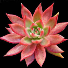 Load image into Gallery viewer, Echeveria agavoides Lipstick
