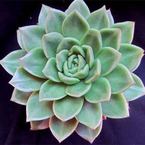 Echeveria agavoides 'Gilva'