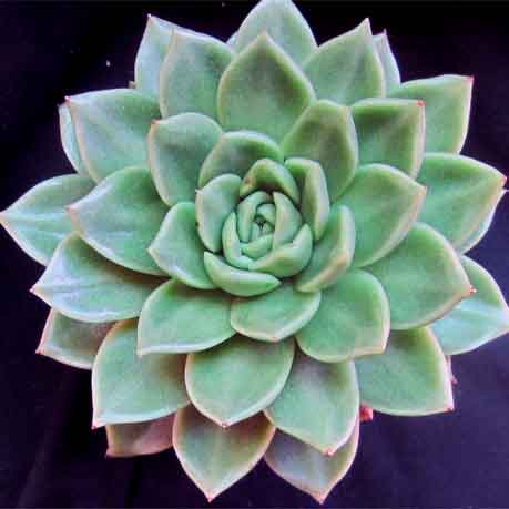 Echeveria agavoides 'Gilva'