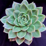 Echeveria agavoides 'Gilva'