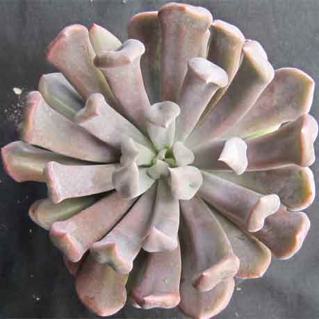 lilac spoons succulent Graptoveria 'Lilac Spoons'