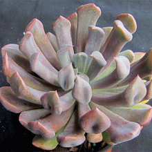 Load image into Gallery viewer, Graptoveria &#39;Lilac Spoons&#39;