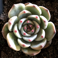 Echeveria chihuahuensis yecora