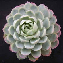 Load image into Gallery viewer, Echeveria elegans