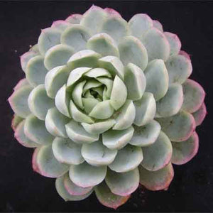 Echeveria elegans