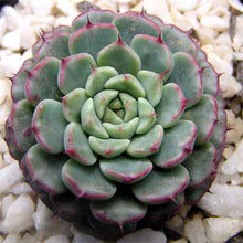 Load image into Gallery viewer, Echeveria minima