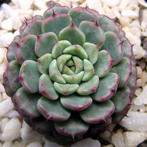 Echeveria minima