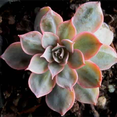 Echeveria peacockii 'Pink form'