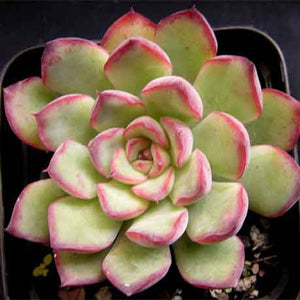 Echeveria pulidonis