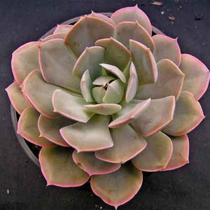 Echeveria runyonii