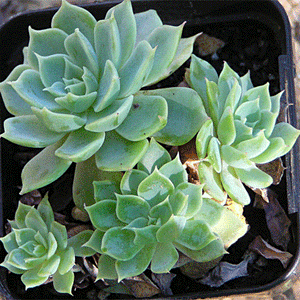 Echeveria secunda ssp. pumila