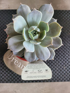 Echeveria Star Struck