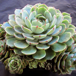 ben badis succulent The Succulent Garden :: Echeveria 'Ben Badis'