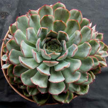 Load image into Gallery viewer, Echeveria Hercules