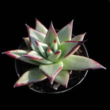 Load image into Gallery viewer, Echeveria agavoides 'Ebony'
