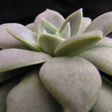 Load image into Gallery viewer, Echeveria carnicolor
