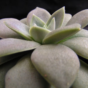 Echeveria carnicolor