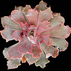 Echeveria shaviana Pink Frills