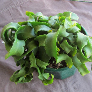 Epiphyllum quatemalense v. monstrose (Curly Sue)
