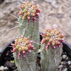Euphorbia mammillaris (variegated)