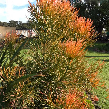 Euphorbia tirucalli Firesticks