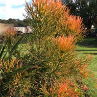 Euphorbia tirucalli 'Firesticks'